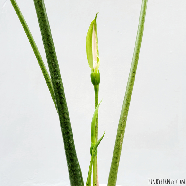 Alocasia culionensis flower
