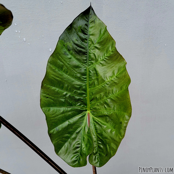 Alocasia macrorrhizos 'plumbea' leaf