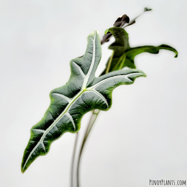 Alocasia sanderiana leaf