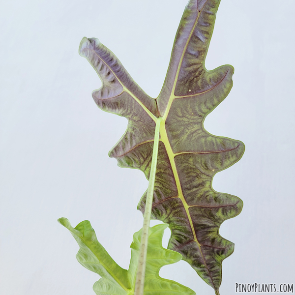 Alocasia sanderiana leaf underside