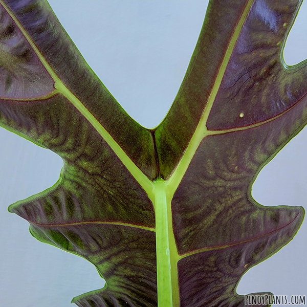 Alocasia sanderiana leaf underside