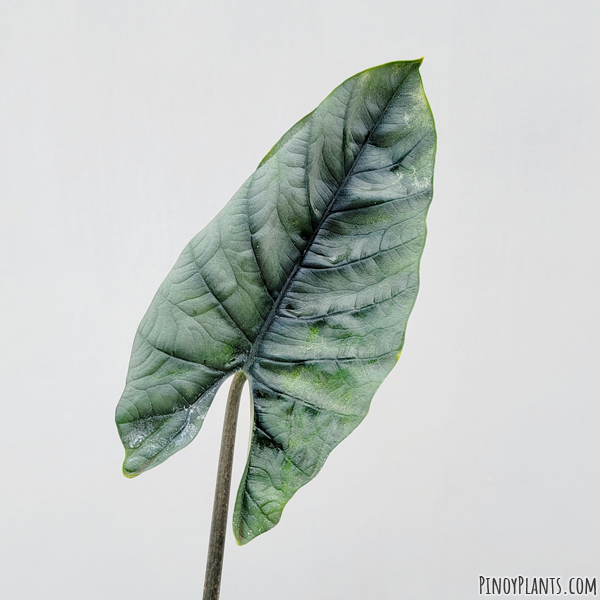 Alocasia scalprum leaf