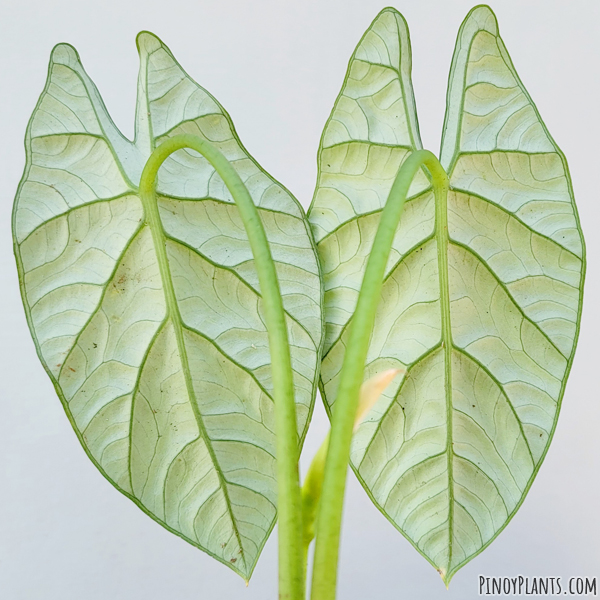 Alocasia sinuata leaves underside