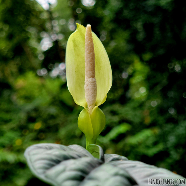 Alocasia sinuata flower