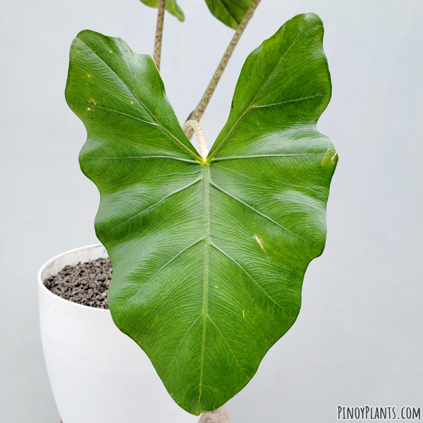 Alocasia sp2211, Benguet leaf