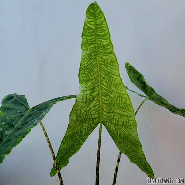 Alocasia zebrina reticulata leaf underside