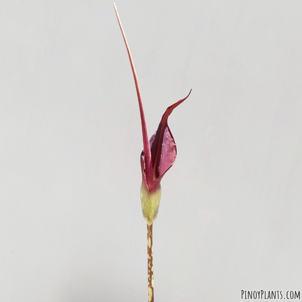 Amorphophallus declinatus flower