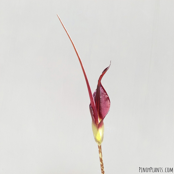 Amorphophallus declinatus flower