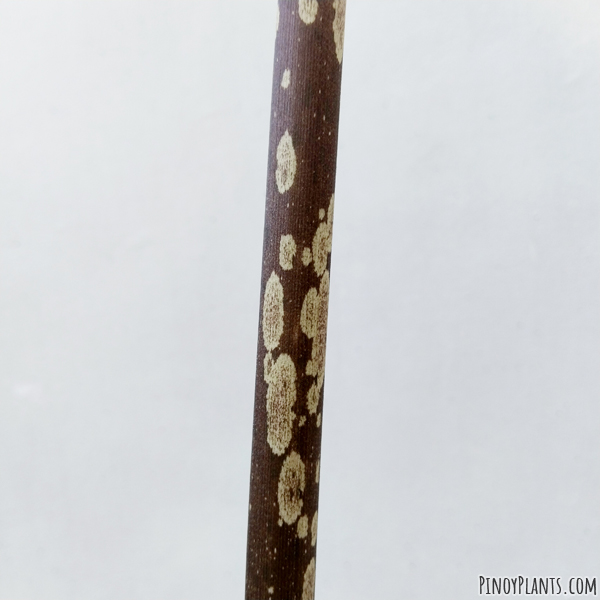 Amorphophallus declinatus peduncle