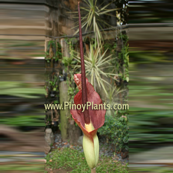 Amorphophallus rostratus flower