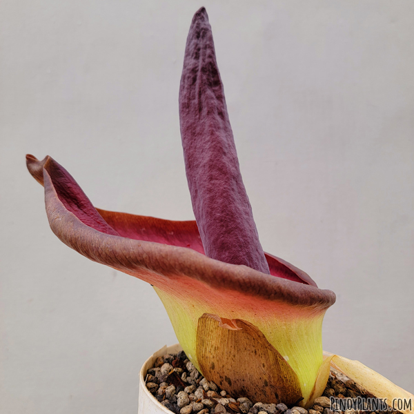 Amorphophallus urceolatus flower