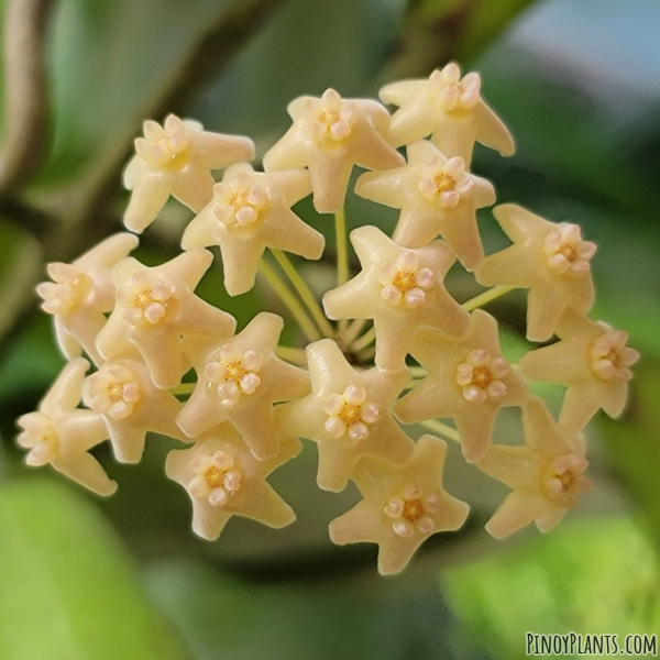 Hoya bicolensis flower