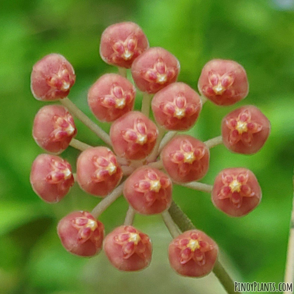 Hoya bilobata flower