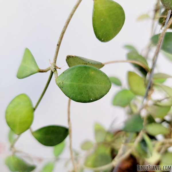 Hoya bilobata leaf