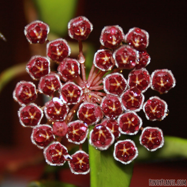 Hoya kentiana flower