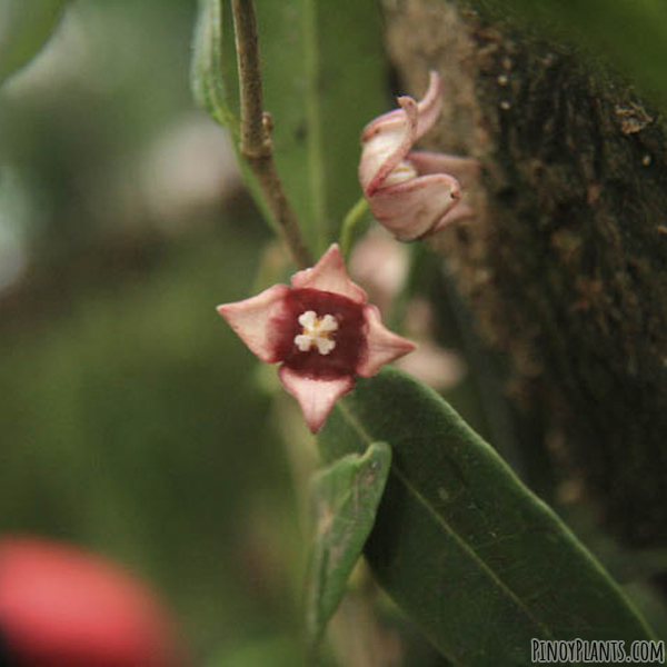 Hoya linavergarae flower