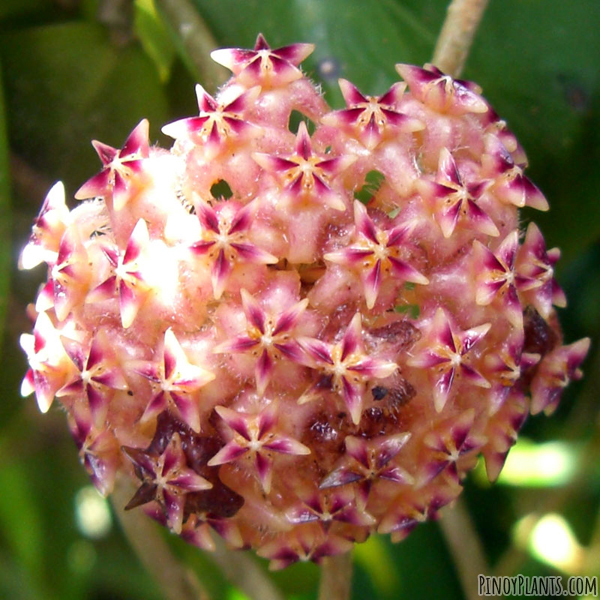 Hoya mindorensis flower