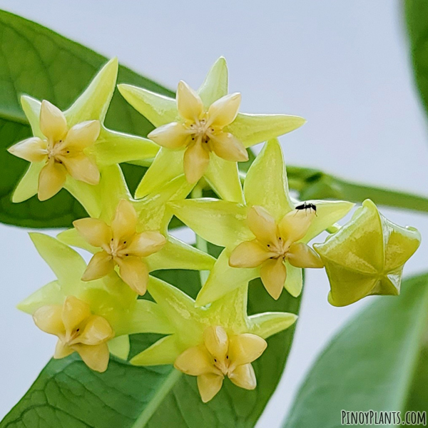 Hoya platycaulis flower