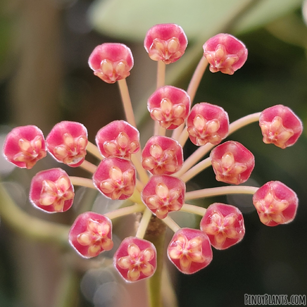 Hoya pubifera flower