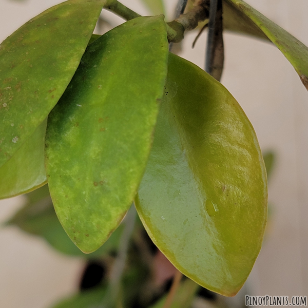 Hoya pubifera leaves