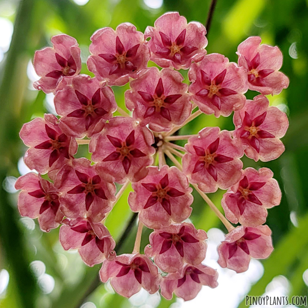 Hoya siariae flower