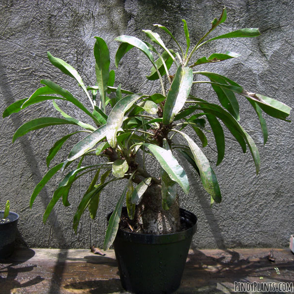 Myrmephytum beccarii