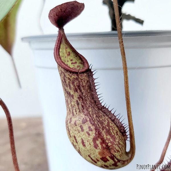 Nepenthes ceciliae pitcher