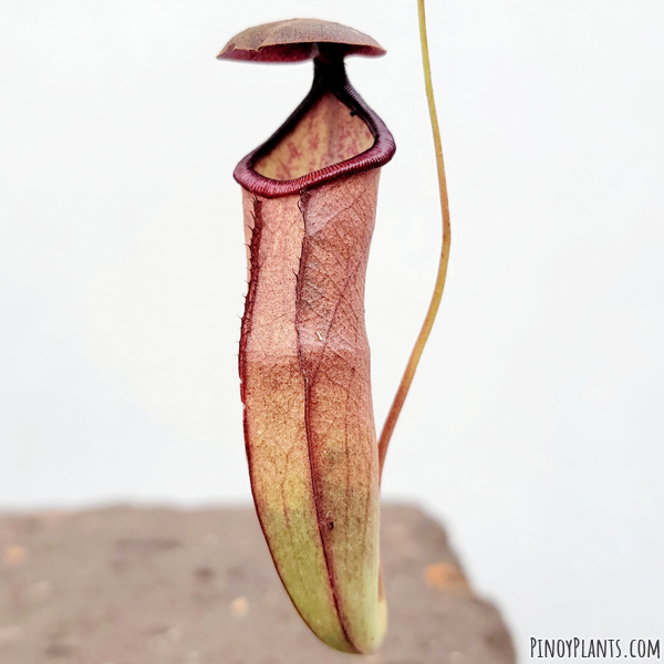 Nepenthes mirabilis pitcher