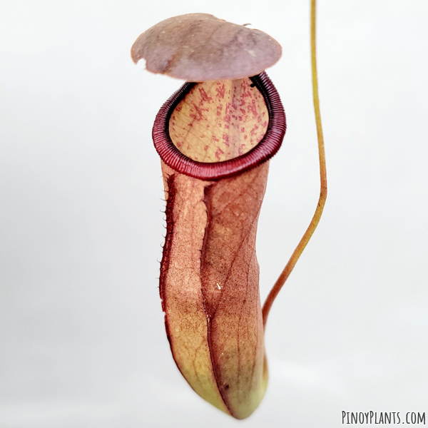Nepenthes mirabilis pitcher