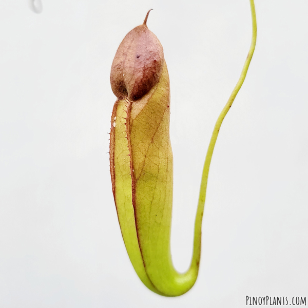 Nepenthes mirabilis unopened pitcher