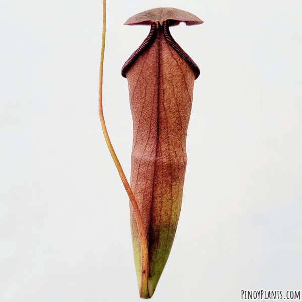 Nepenthes mirabilis pitcher back