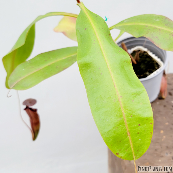 Nepenthes mirabilis pitcher leaf