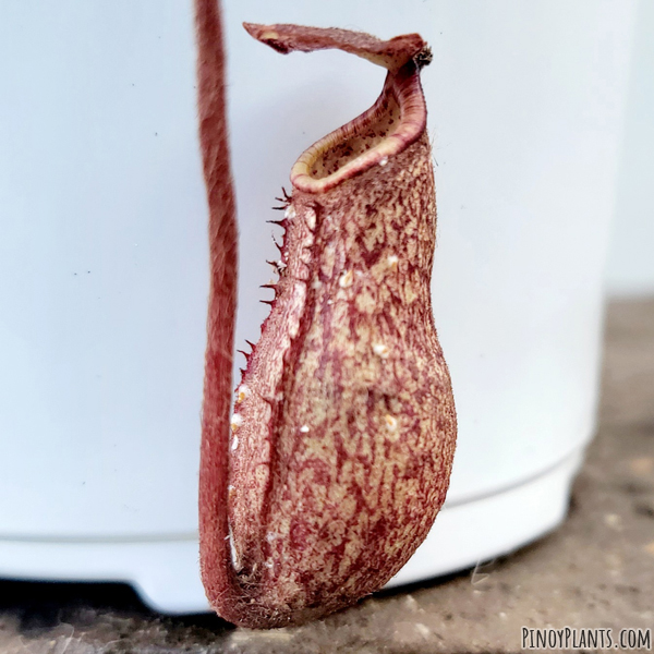 Nepenthes peltata pitcher