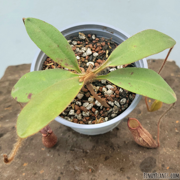 Nepenthes peltata leaves