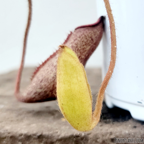 Nepenthes peltata tendril new pitcher